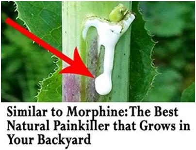 Picture representing the painkiller weed that grows in your backyard and mentions how to recognize the best natural painkiller weed and how to use and prepare natural remedies