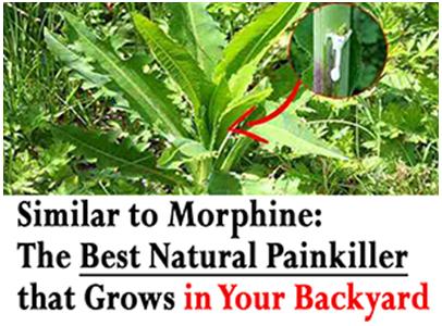 Picture representing the weed opium lettuce how to recognize use and prepair natural remedies from this weed similar to morphine the best natural painkiller that grows in your backyard and is a common backyard weed